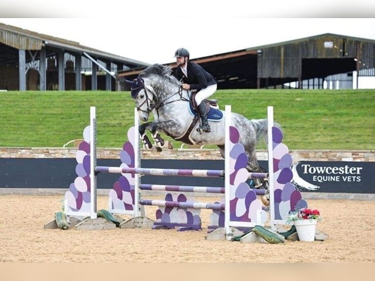 KWPN Caballo castrado 9 años 170 cm Tordo rodado in Warwickshire