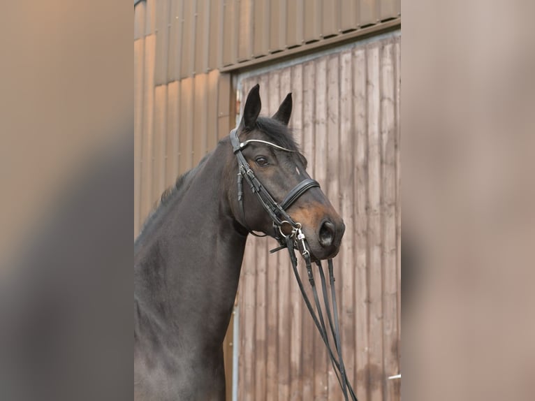 KWPN Caballo castrado 9 años 171 cm Castaño oscuro in Geilenkirchen