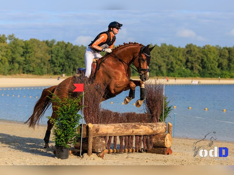 KWPN Caballo castrado 9 años 172 cm Alazán in Emmer-Compascuum