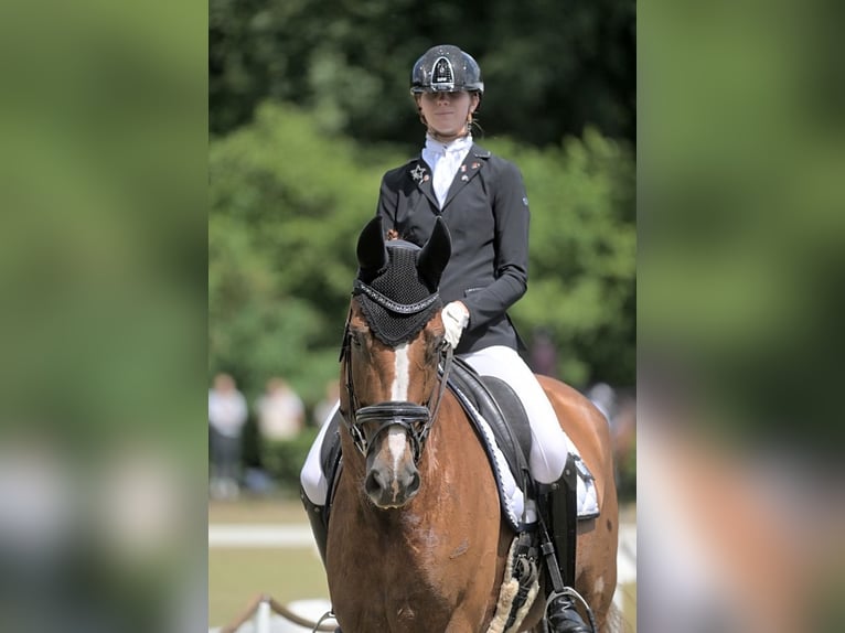 KWPN Caballo castrado 9 años 172 cm Alazán in Emmer-Compascuum