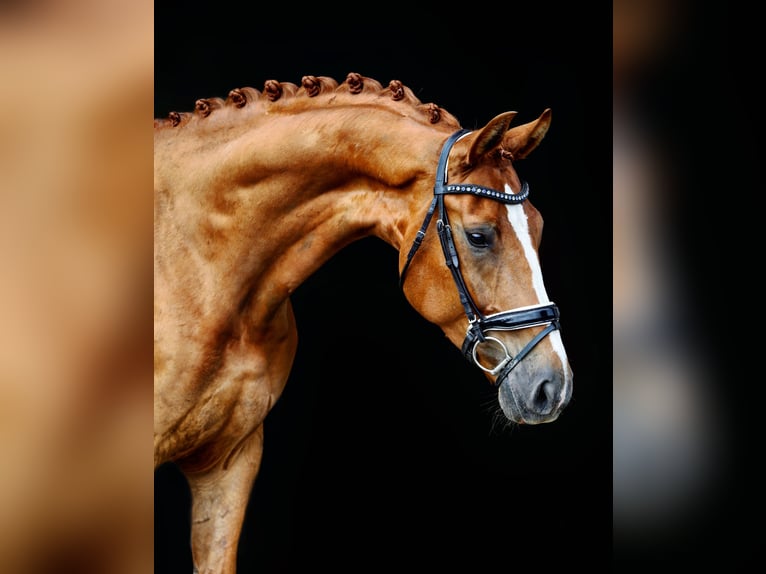 KWPN Caballo castrado 9 años 172 cm Alazán in Emmer-Compascuum