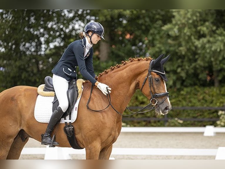 KWPN Caballo castrado 9 años 172 cm Alazán in Emmer-Compascuum