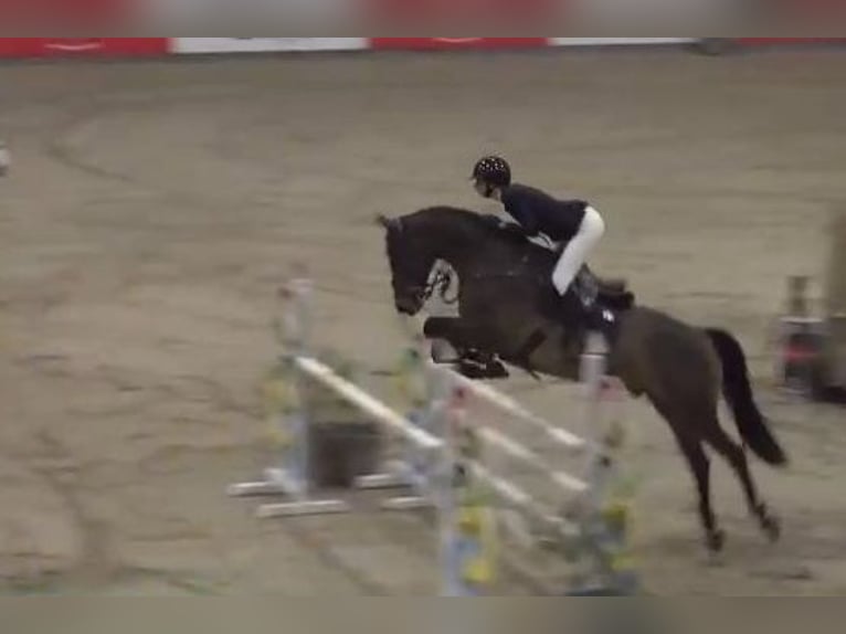 KWPN Mestizo Caballo castrado 9 años 172 cm Castaño in Gerstetten