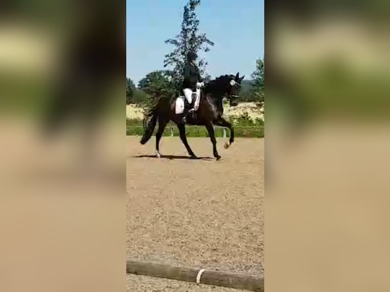 KWPN Caballo castrado 9 años 172 cm Castaño oscuro in Reinfeld (Holstein)