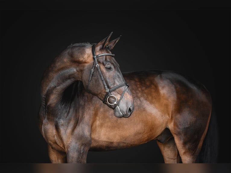 KWPN Caballo castrado 9 años 172 cm Castaño rojizo in zduchovice