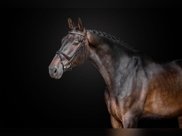 KWPN Caballo castrado 9 años 172 cm Castaño rojizo in zduchovice