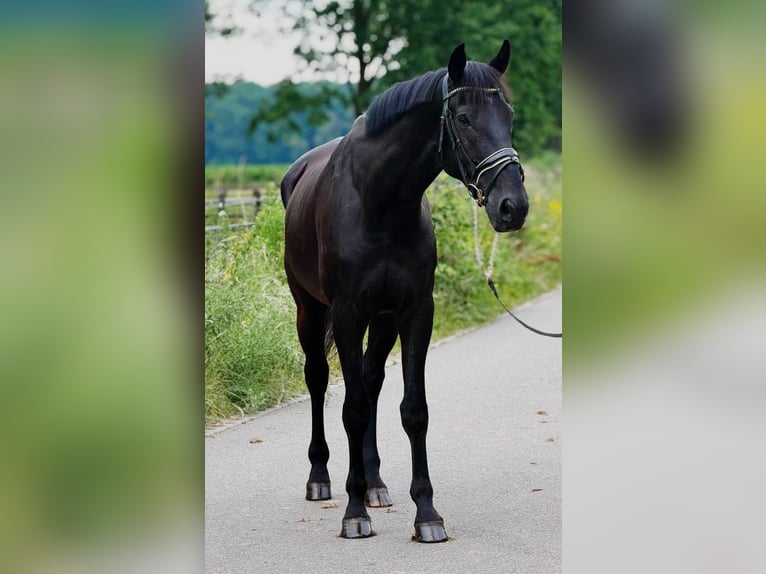 KWPN Caballo castrado 9 años 172 cm Negro in Weert