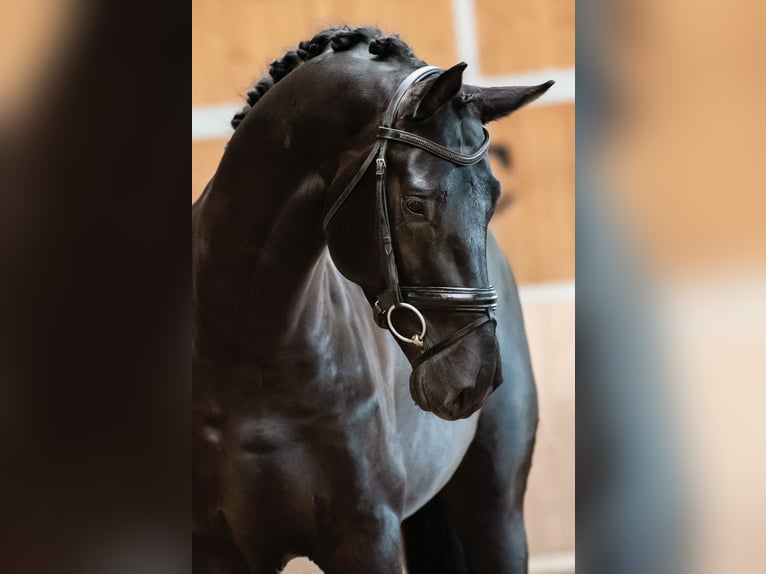 KWPN Caballo castrado 9 años 172 cm Negro in Goch