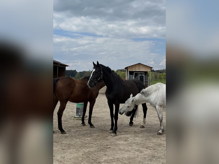 KWPN Caballo castrado 9 años 172 cm Negro in Tuntenhausen