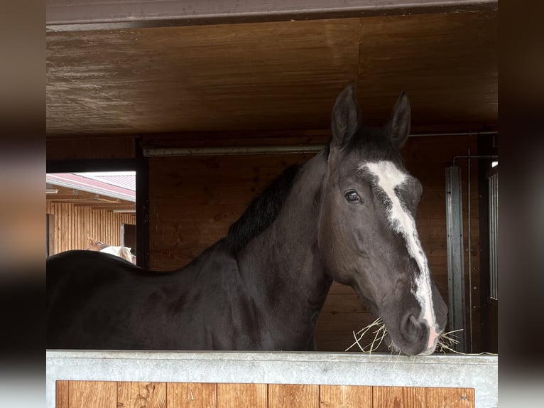 KWPN Caballo castrado 9 años 172 cm Negro in Tuntenhausen