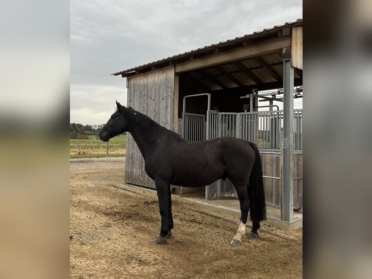 KWPN Caballo castrado 9 años 172 cm Negro in Tuntenhausen