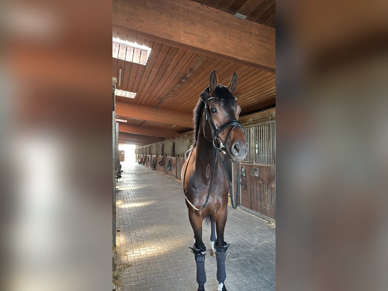 KWPN Caballo castrado 9 años 173 cm Castaño in Bad Homburg vor der Höhe