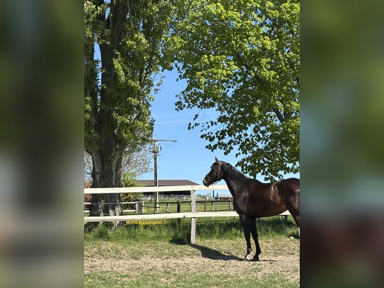 KWPN Caballo castrado 9 años 173 cm Castaño in Usingen