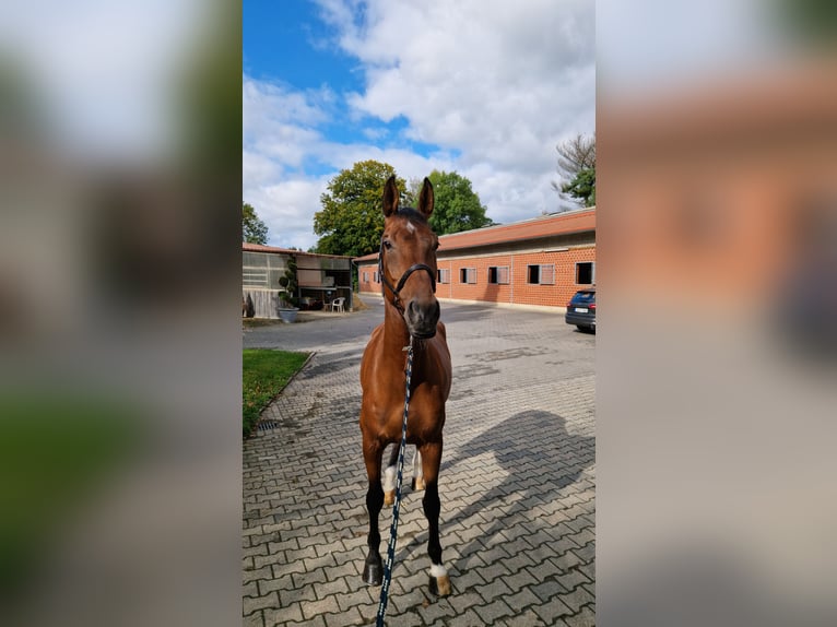 KWPN Caballo castrado 9 años 173 cm Castaño in Gelsenkirchen