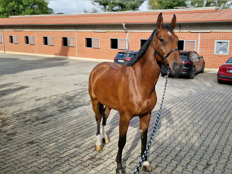KWPN Caballo castrado 9 años 173 cm Castaño in Gelsenkirchen