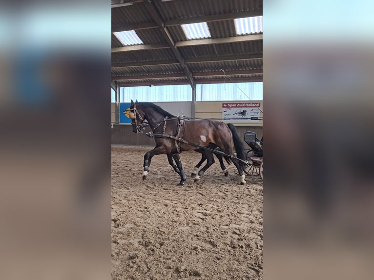 KWPN Caballo castrado 9 años 173 cm Castaño oscuro in Ouddorp