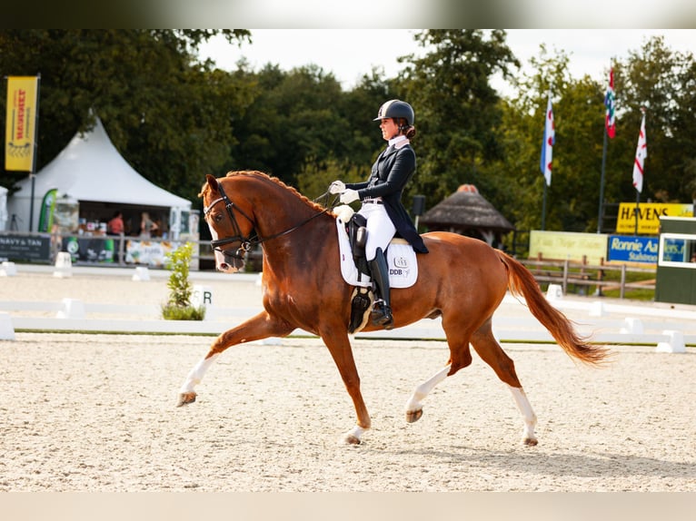 KWPN Caballo castrado 9 años 174 cm Alazán in Harlingen