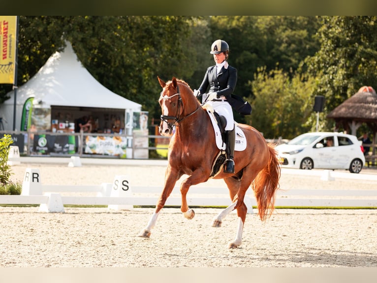 KWPN Caballo castrado 9 años 174 cm Alazán in Harlingen