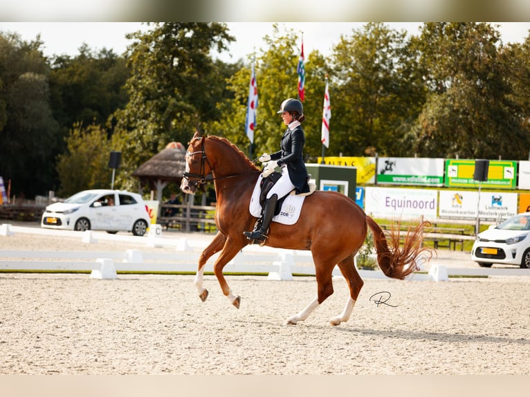 KWPN Caballo castrado 9 años 174 cm Alazán in Harlingen