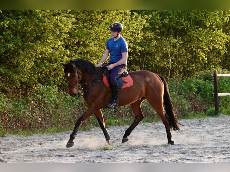 KWPN Caballo castrado 9 años 174 cm Castaño in Sappemeer