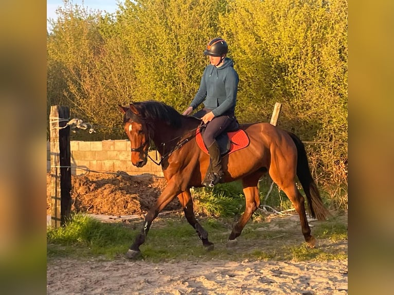 KWPN Caballo castrado 9 años 174 cm Castaño in Sappemeer