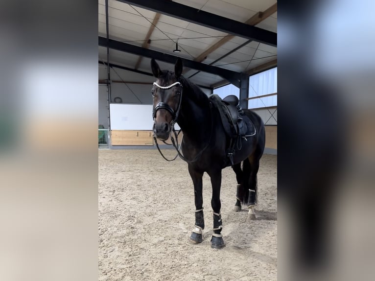 KWPN Caballo castrado 9 años 174 cm Castaño oscuro in Guxhagen