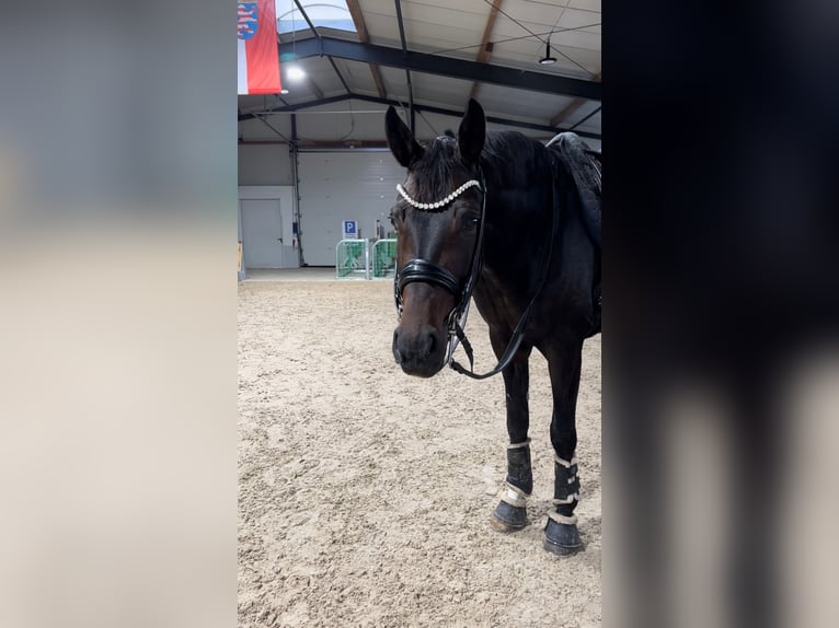 KWPN Caballo castrado 9 años 174 cm Castaño oscuro in Guxhagen