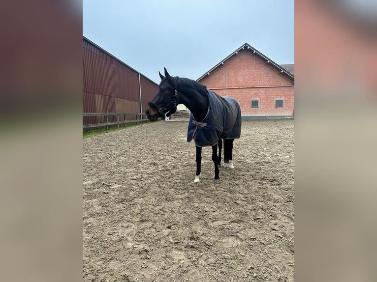 KWPN Caballo castrado 9 años 174 cm Castaño oscuro in Guxhagen