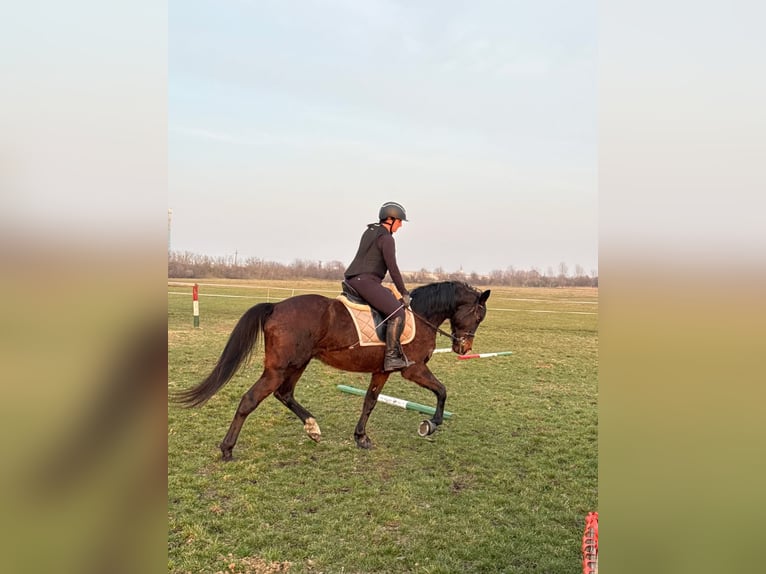 KWPN Mestizo Caballo castrado 9 años 174 cm Castaño rojizo in Lébény