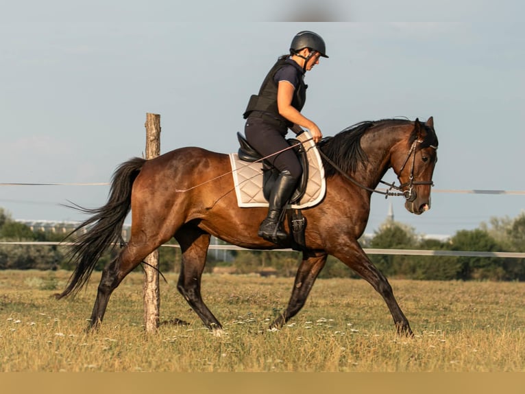 KWPN Mestizo Caballo castrado 9 años 174 cm Castaño rojizo in Lébény