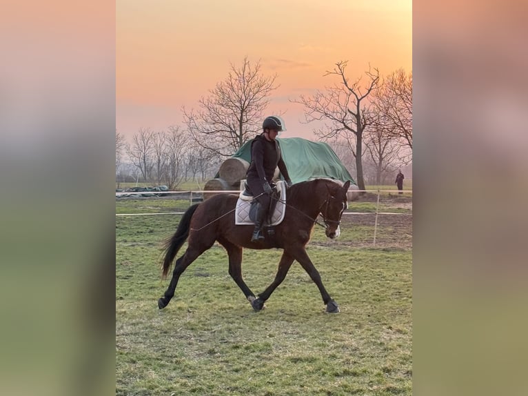 KWPN Mestizo Caballo castrado 9 años 174 cm Castaño rojizo in Lébény