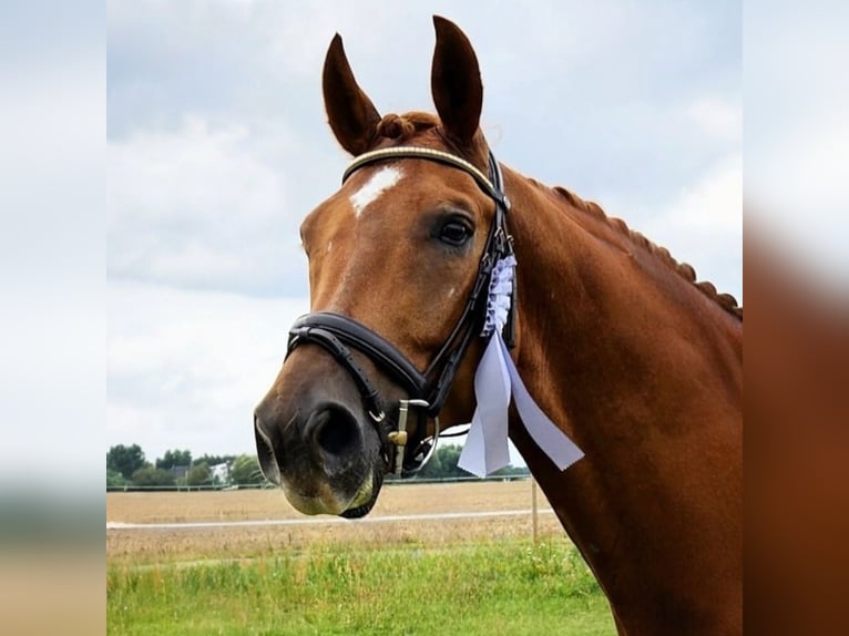 KWPN Caballo castrado 9 años 175 cm Alazán in Weesow