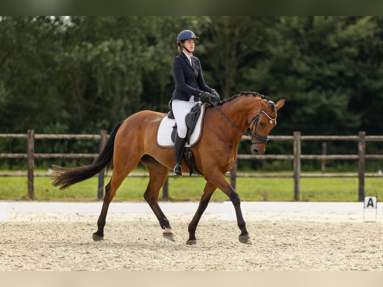 KWPN Caballo castrado 9 años 175 cm Castaño in Leeuwarden