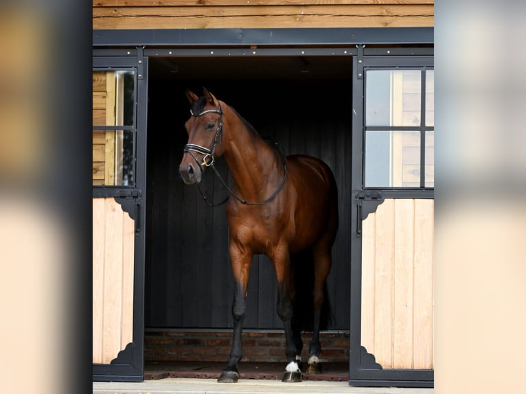 KWPN Caballo castrado 9 años 175 cm Castaño in Wauthier-Braine