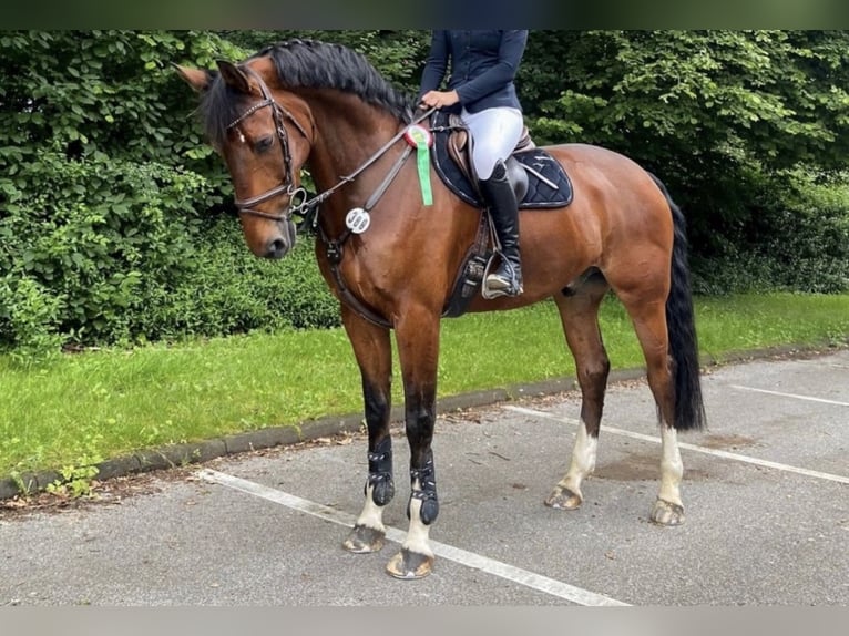 KWPN Caballo castrado 9 años 175 cm Castaño oscuro in Wetter (Ruhr)