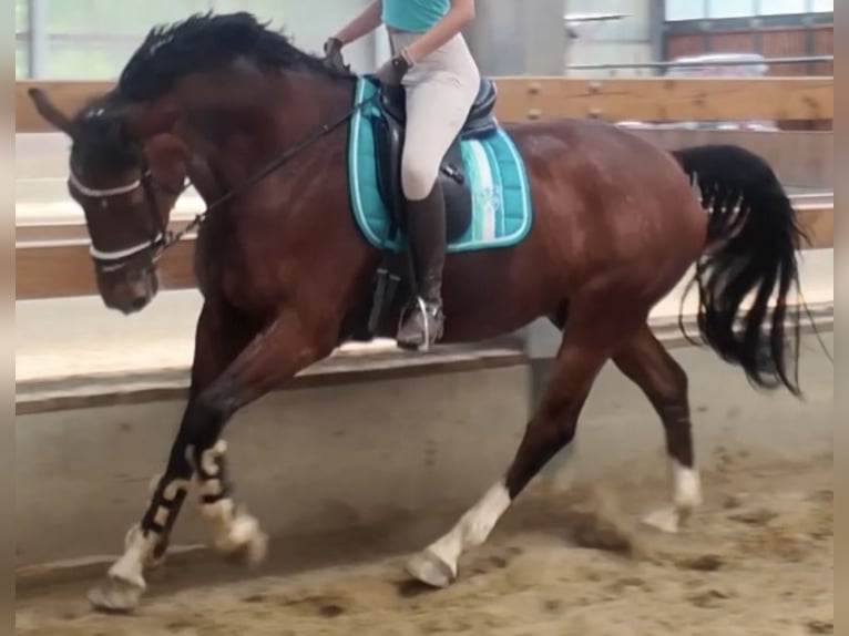 KWPN Caballo castrado 9 años 175 cm Castaño oscuro in Wetter (Ruhr)