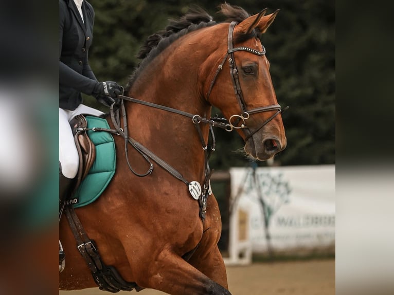 KWPN Caballo castrado 9 años 175 cm Castaño oscuro in Wetter (Ruhr)