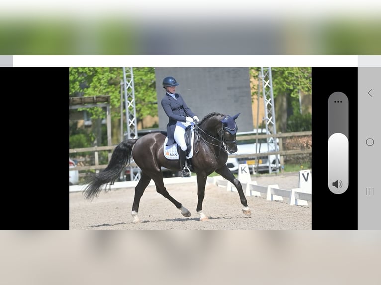 KWPN Caballo castrado 9 años 175 cm Negro in Lierop