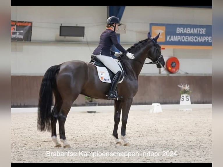 KWPN Caballo castrado 9 años 175 cm Negro in Lierop