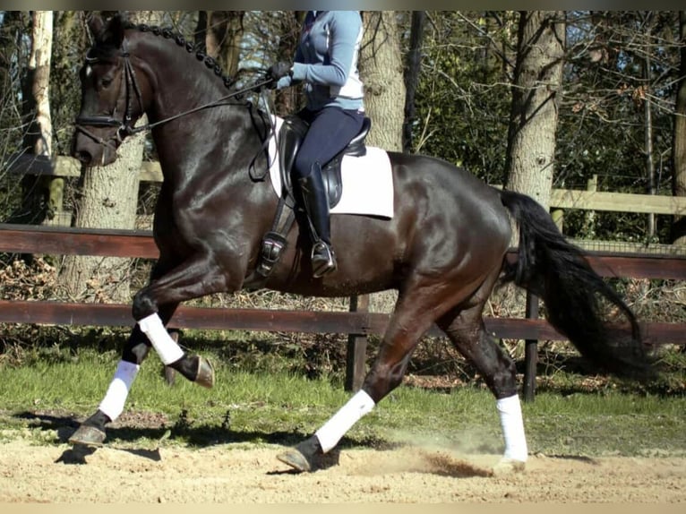 KWPN Caballo castrado 9 años 175 cm Negro in Nowa R&#xF3;&#x17C;a