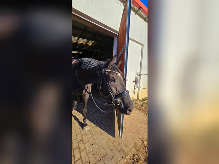 KWPN Caballo castrado 9 años 175 cm Negro in Nowa R&#xF3;&#x17C;a