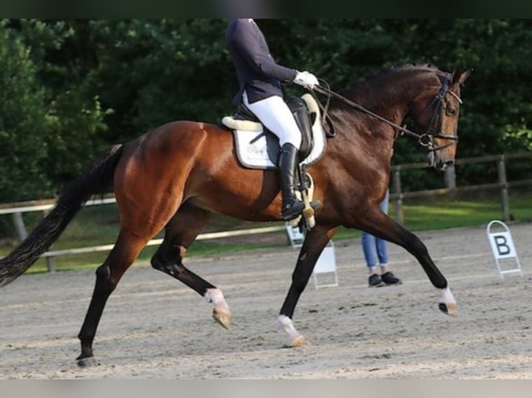 KWPN Caballo castrado 9 años 177 cm Castaño oscuro in Gummern