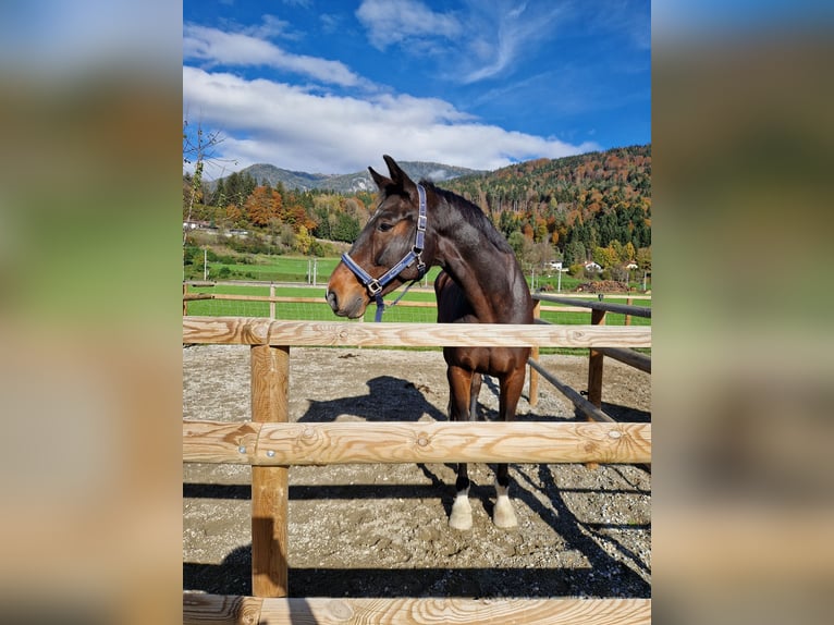 KWPN Caballo castrado 9 años 177 cm Castaño oscuro in Gummern