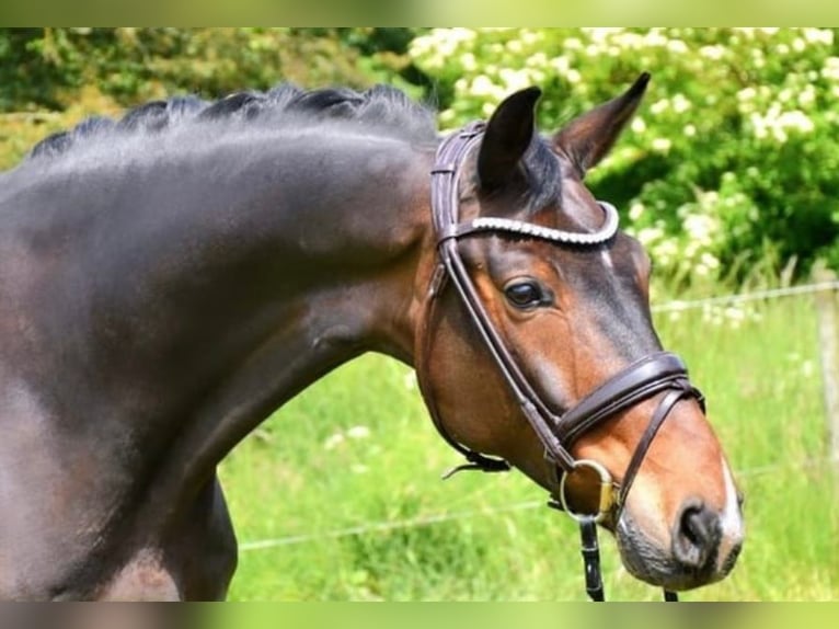 KWPN Caballo castrado 9 años 177 cm Castaño oscuro in Gummern