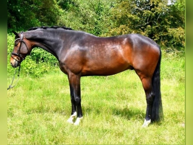 KWPN Caballo castrado 9 años 177 cm Castaño oscuro in Gummern