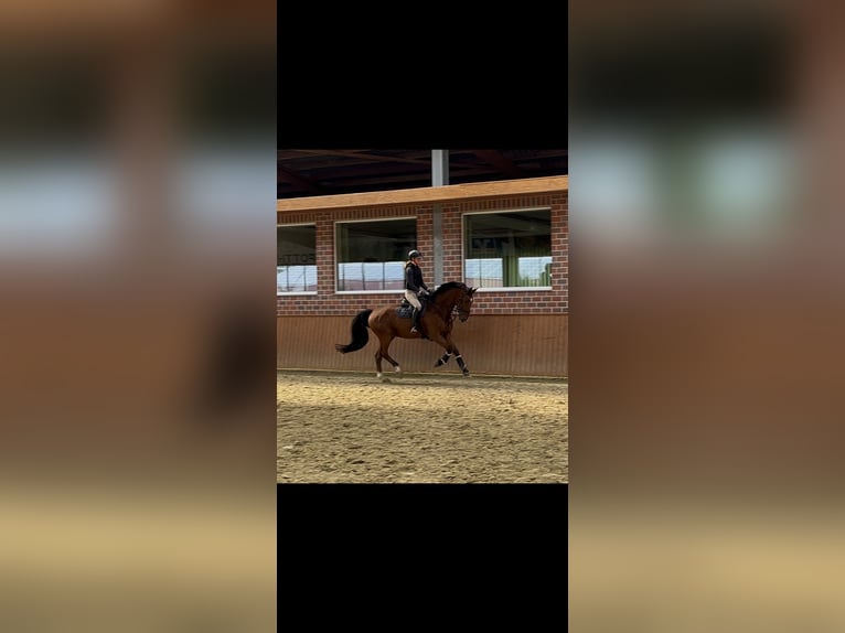 KWPN Caballo castrado 9 años 178 cm Castaño in Lüdinghausen