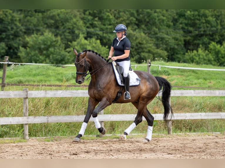KWPN Caballo castrado 9 años 178 cm Castaño oscuro in Wolvega KWPN Caballo castrado 9 años 178 cm Castaño oscuro in Wolvega