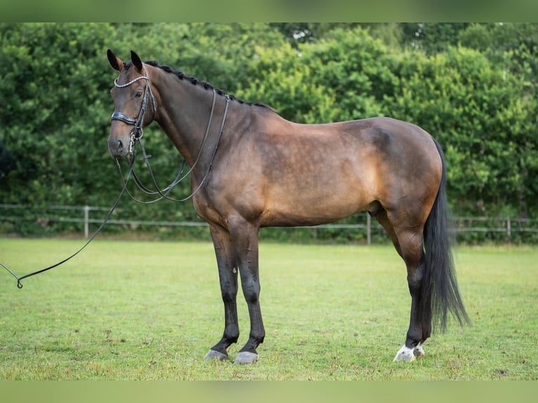 KWPN Caballo castrado 9 años 178 cm Castaño oscuro in Wolvega KWPN Caballo castrado 9 años 178 cm Castaño oscuro in Wolvega