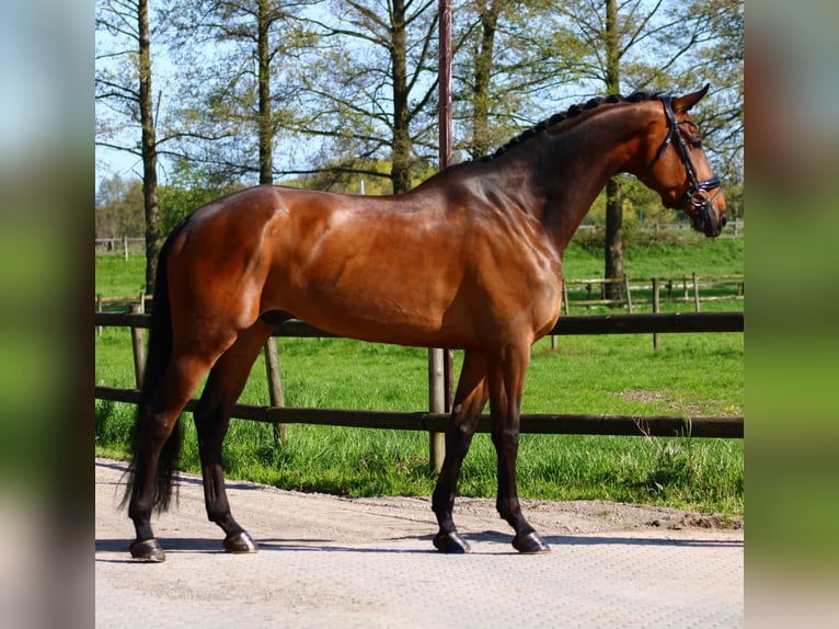 KWPN Caballo castrado 9 años 180 cm Castaño in Xanten