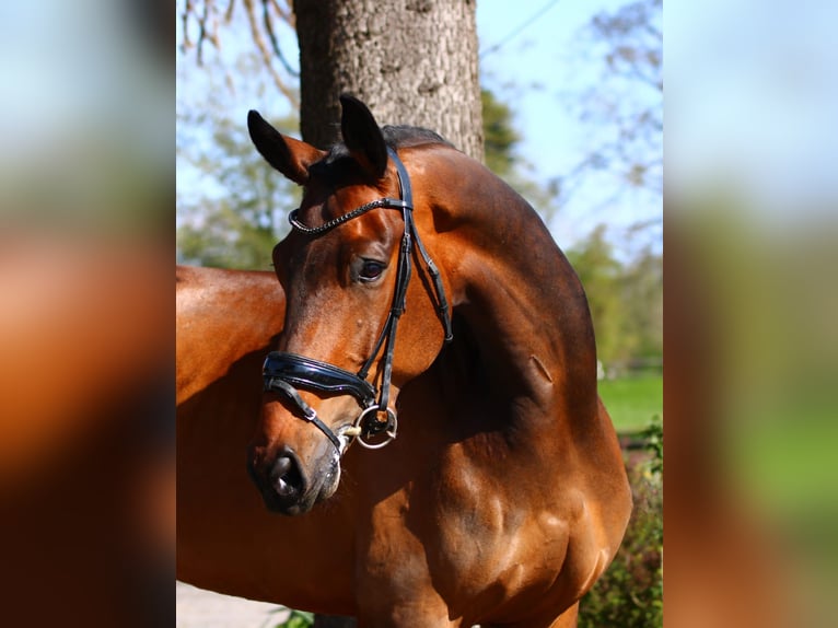 KWPN Caballo castrado 9 años 180 cm Castaño in Xanten